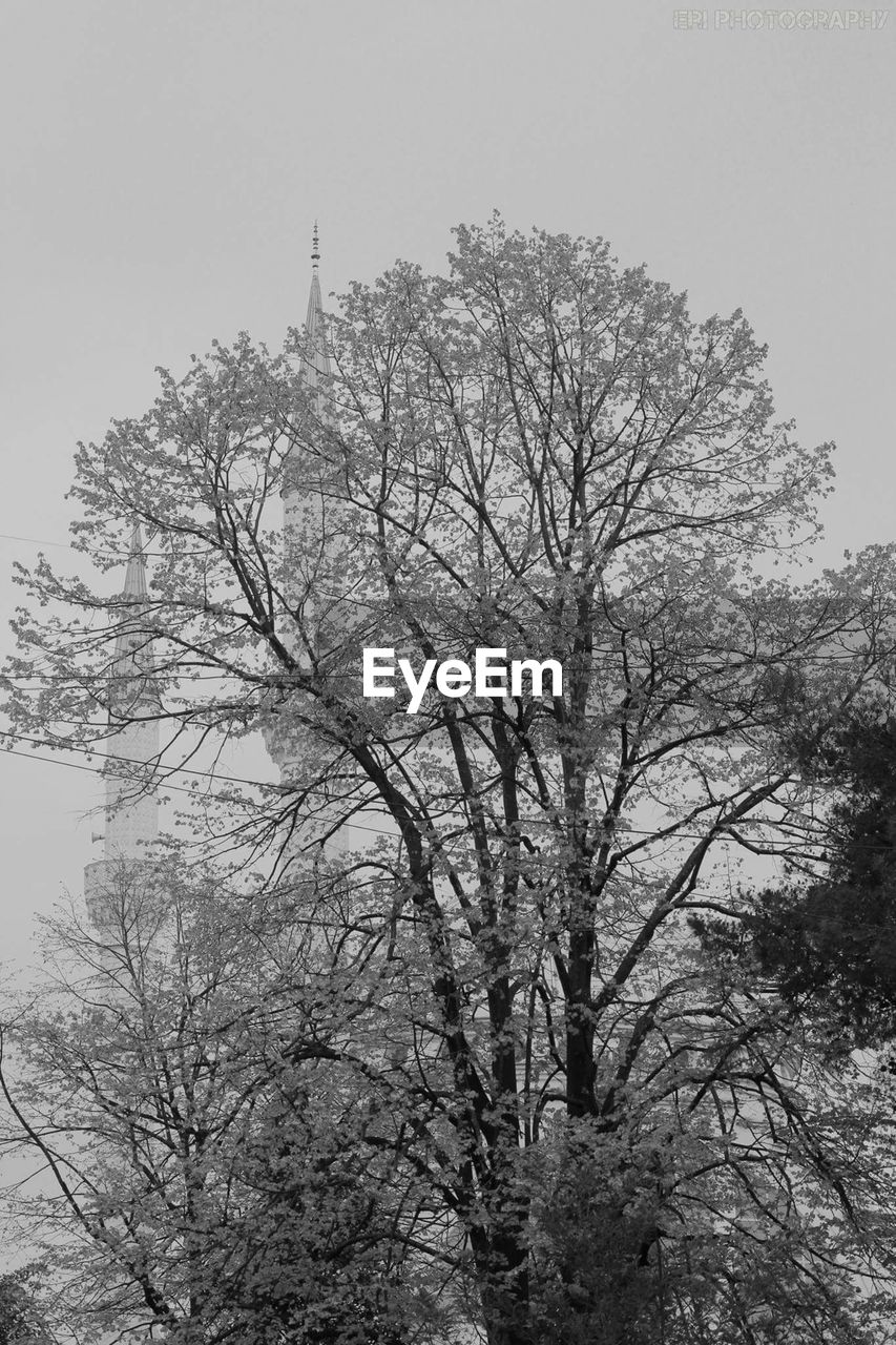 LOW ANGLE VIEW OF BARE TREES AGAINST SKY