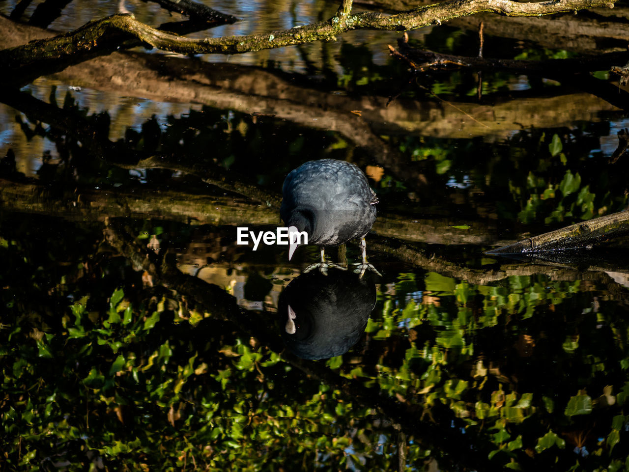 HIGH ANGLE VIEW OF A BIRD IN LAKE