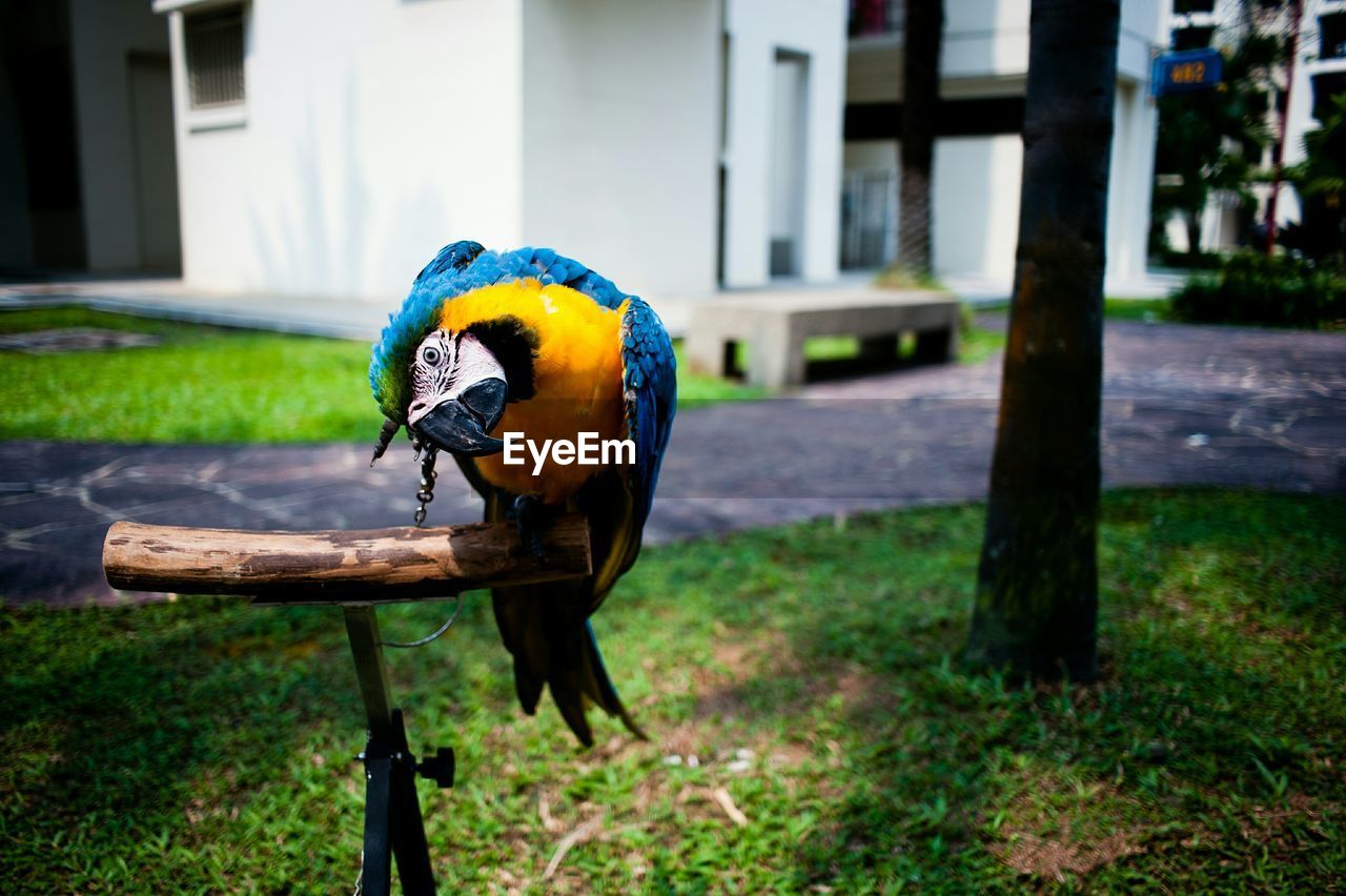 Close-up of gold and blue macaw in yard