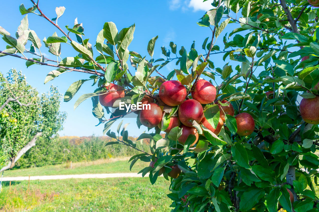 FRUITS ON TREE AGAINST SKY