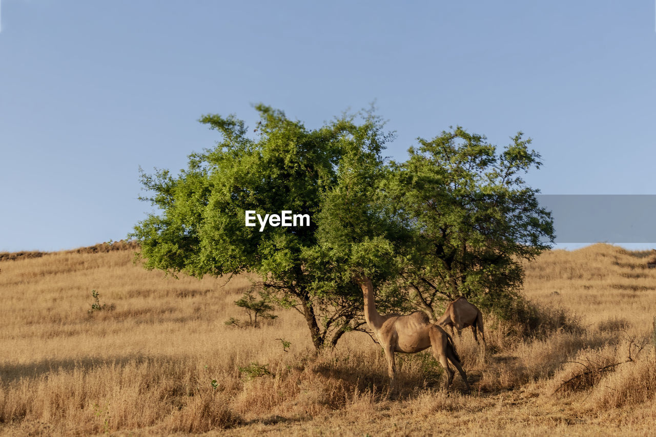 Camels with trees on landscape 