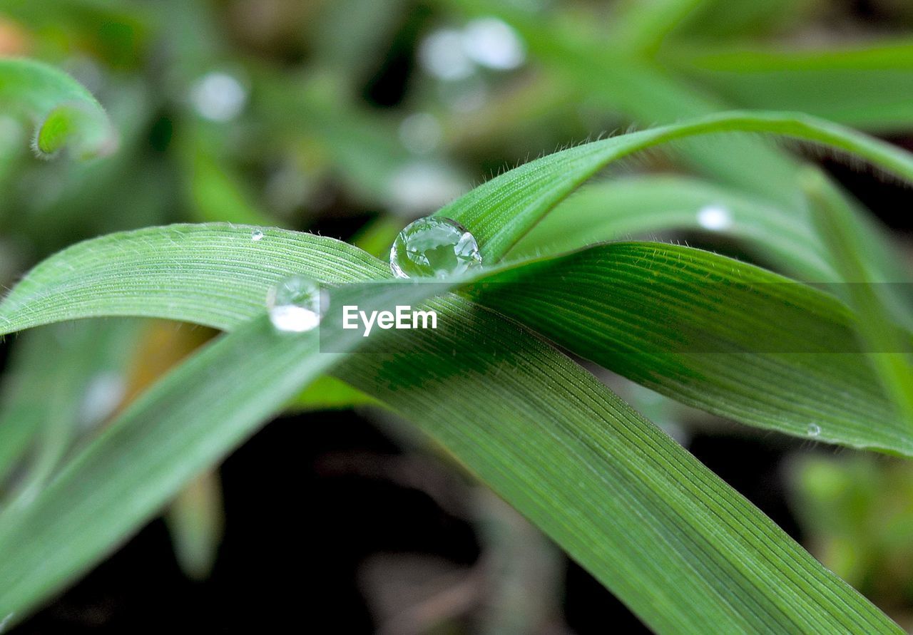 Close-up of wet plant