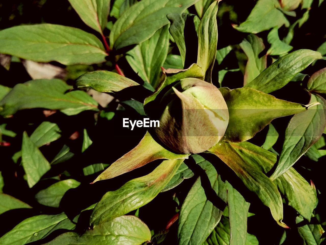 CLOSE-UP OF FLOWERING PLANT ON GREEN LEAF