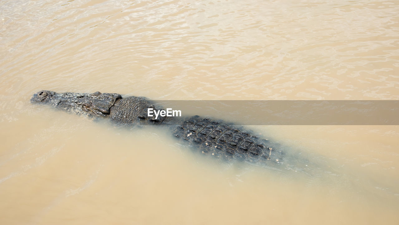 HIGH ANGLE VIEW OF CRAB IN THE WATER