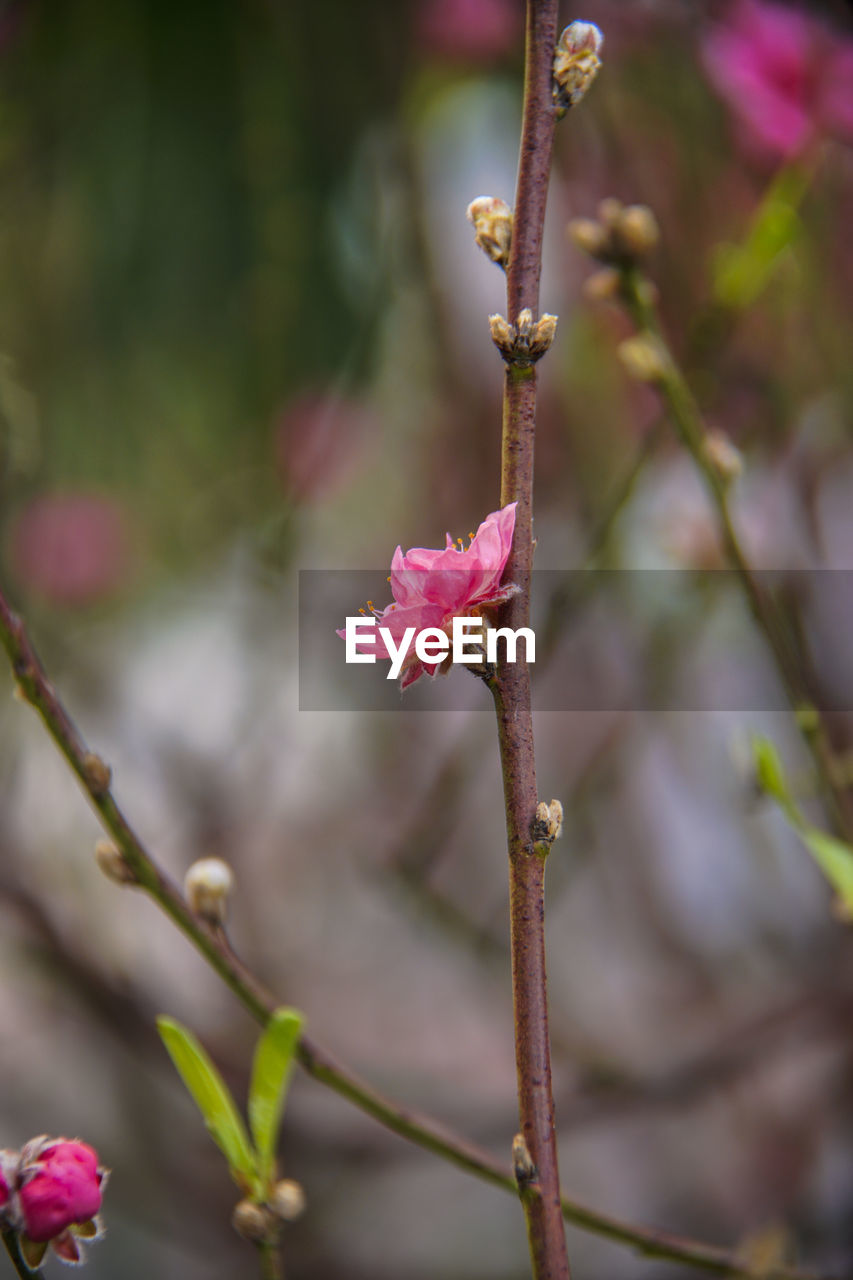 CLOSE-UP OF PINK FLOWER BUD