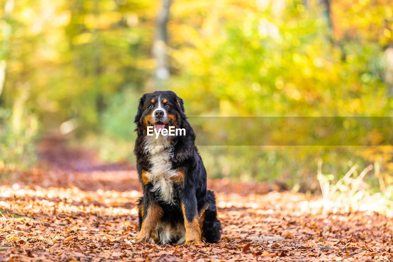 Sweet bernese mountain dog in autumn