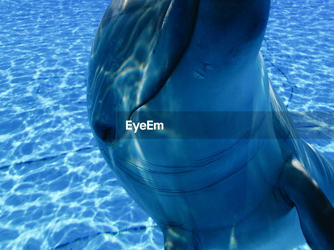 Close-up of dolphin swimming in sea