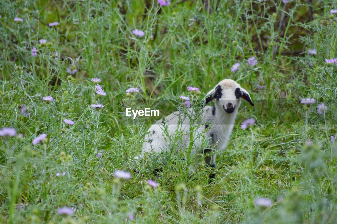 DOG STANDING IN FIELD