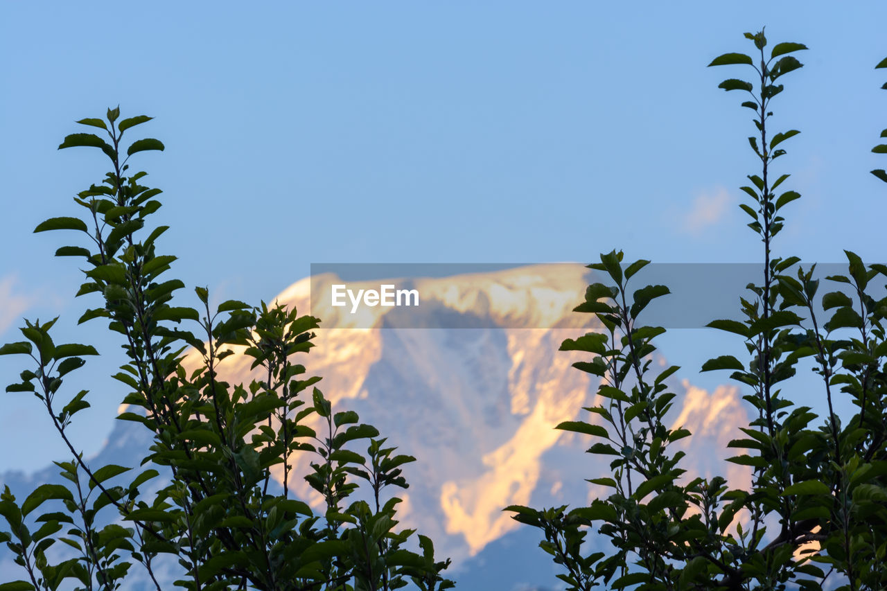 nature, plant, sky, beauty in nature, tree, flower, leaf, no people, blue, sunlight, mountain, environment, plant part, grass, clear sky, outdoors, landscape, growth, sunny, day, scenics - nature, land, travel destinations