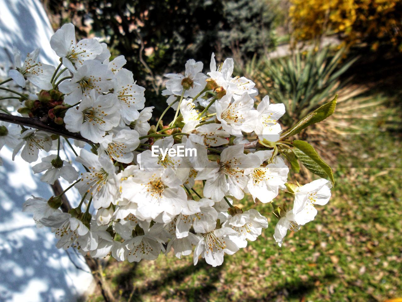 plant, flower, flowering plant, beauty in nature, fragility, white color, vulnerability, growth, freshness, nature, close-up, tree, day, focus on foreground, petal, no people, outdoors, flower head, blossom, inflorescence, pollen, springtime, bunch of flowers, cherry blossom, spring, cherry tree