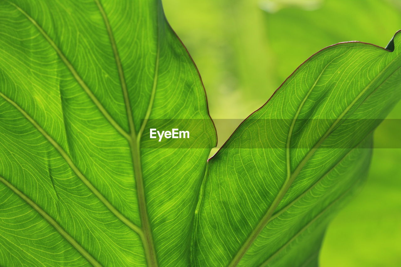 Close-up of green leaves