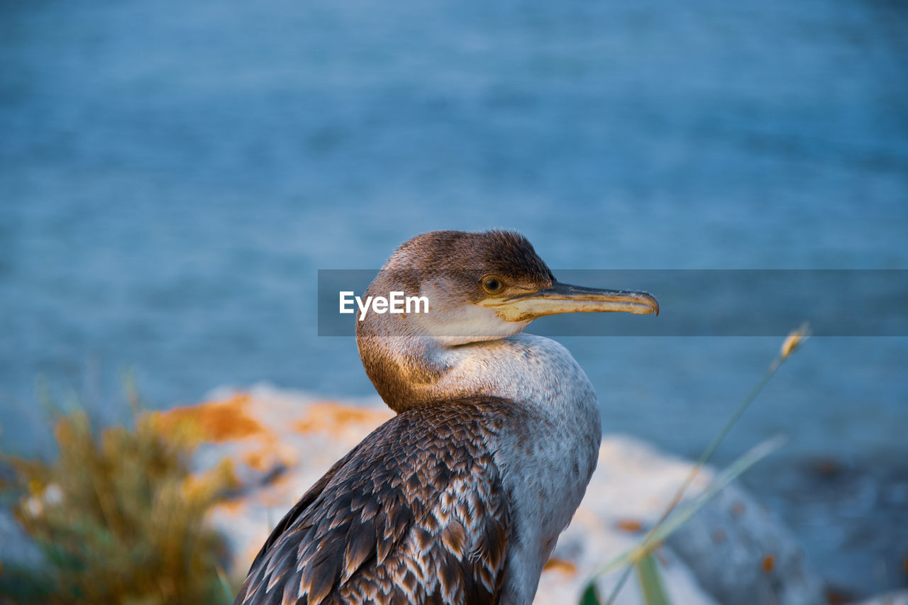 Close-up of bird perching on a lake