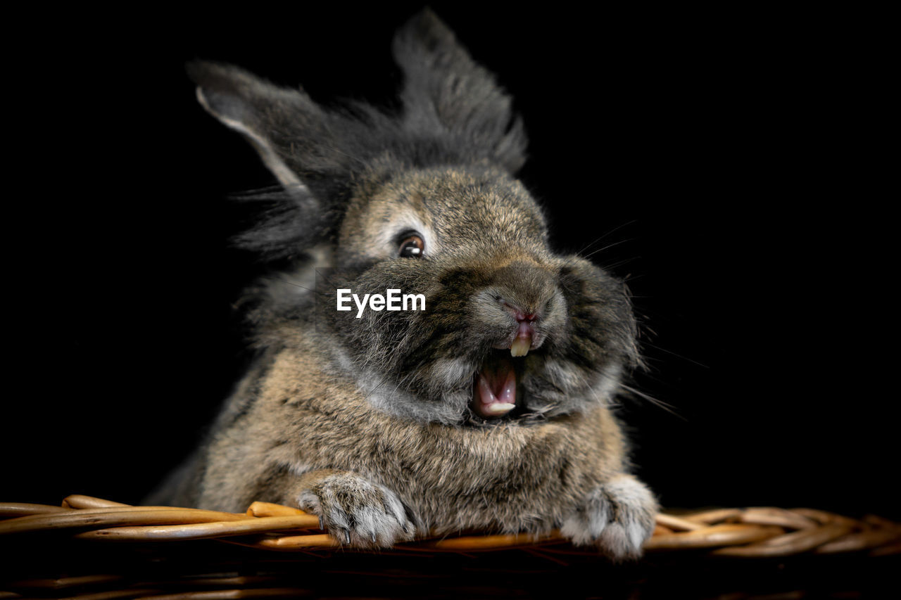 Close-up of a rabbit over black background