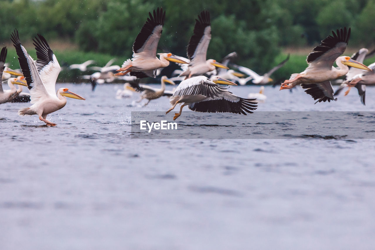 Flock of pelicans flying