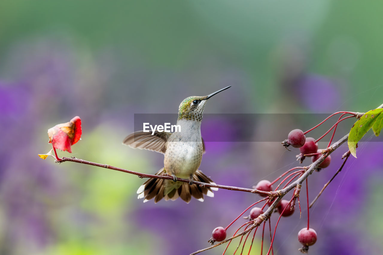 Close-up of bird perching on branch