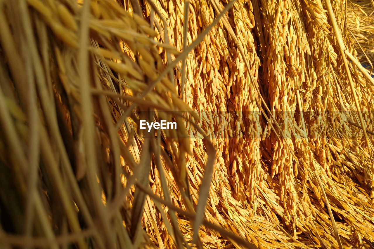 FULL FRAME SHOT OF HAY BALES IN BACKGROUND