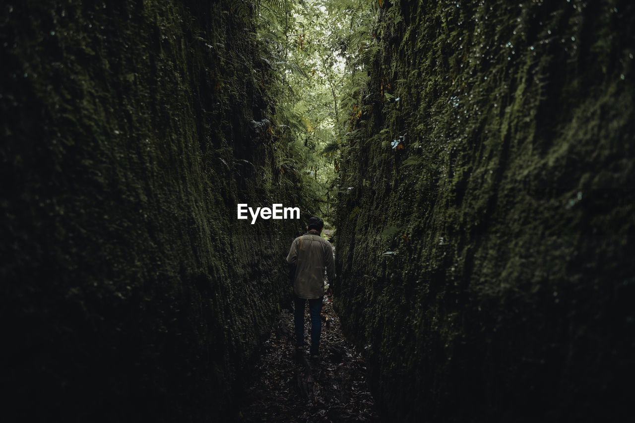 Rear view of person walking by trees in forest