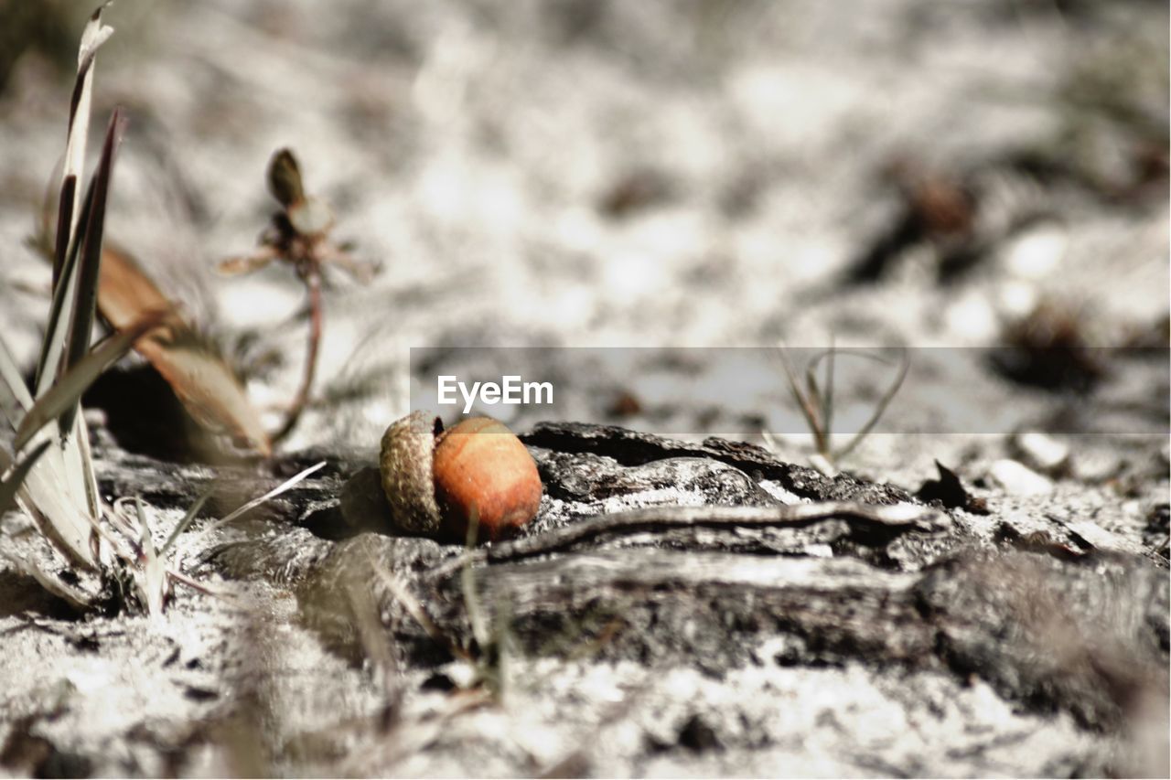 CLOSE-UP OF GRASSHOPPER ON GROUND