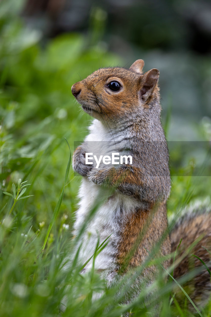 Portrait of a cute squirrel standing in green grass.