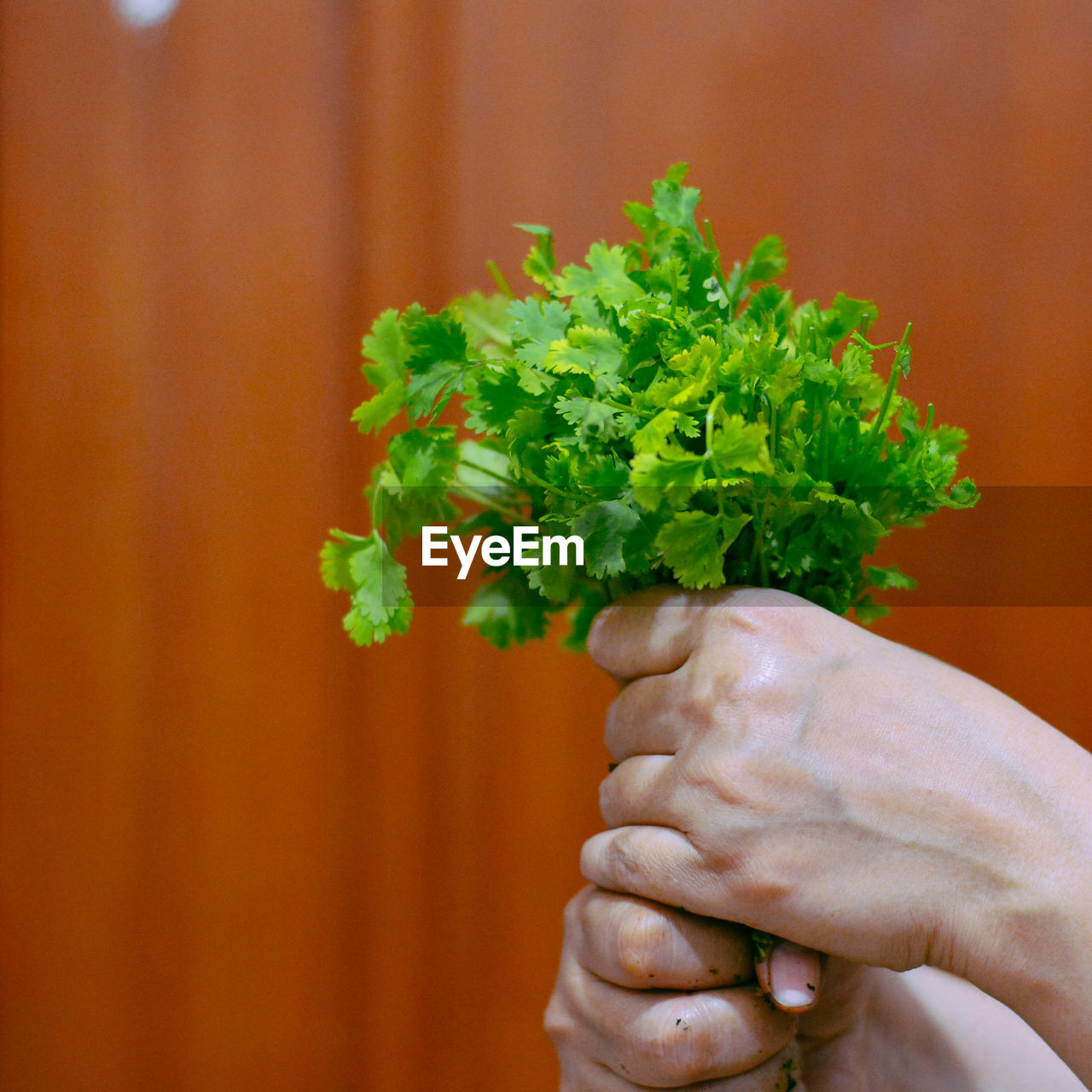 Cropped hands of woman holding cilantro