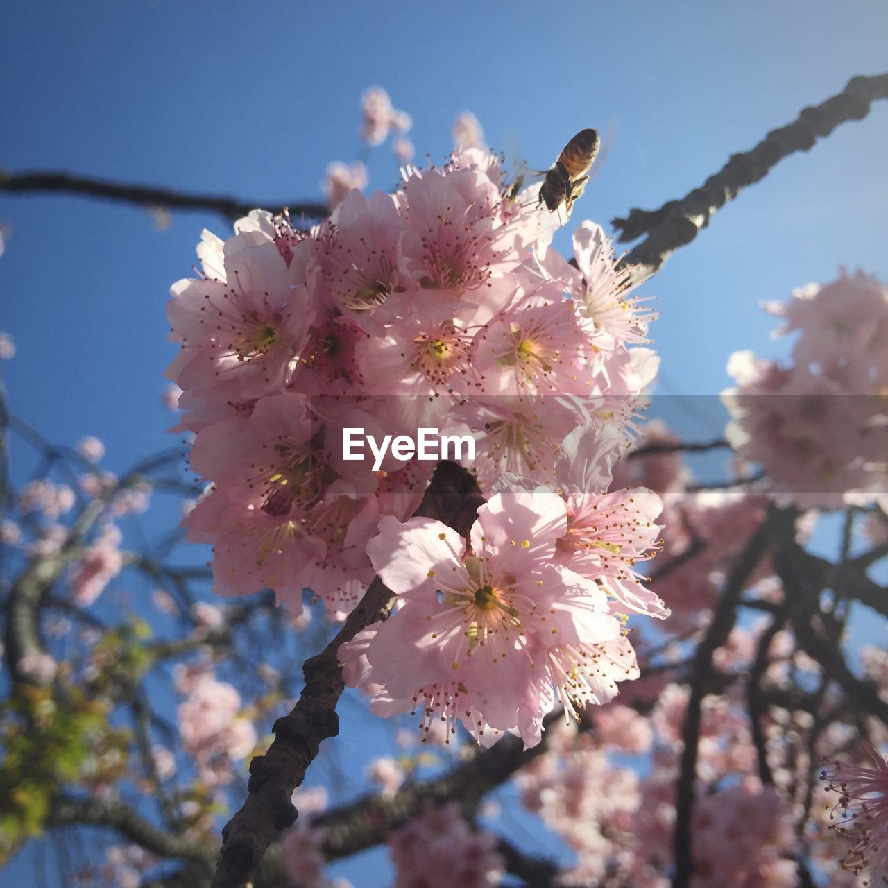 Pink blossom on branch