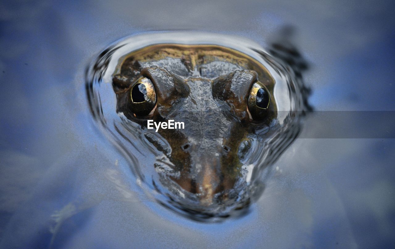 Close-up portrait of a frog in water