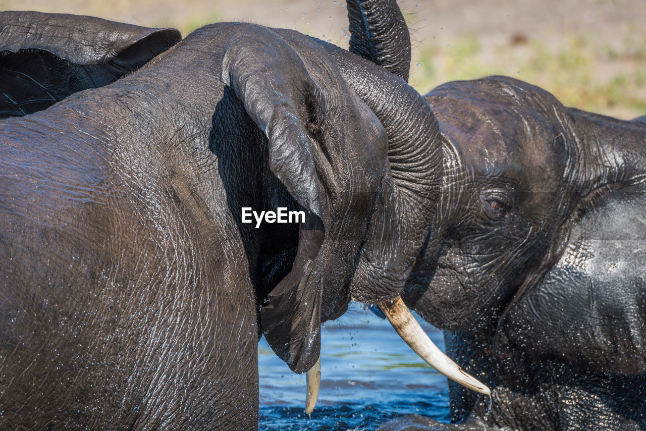 African elephants bathing in river