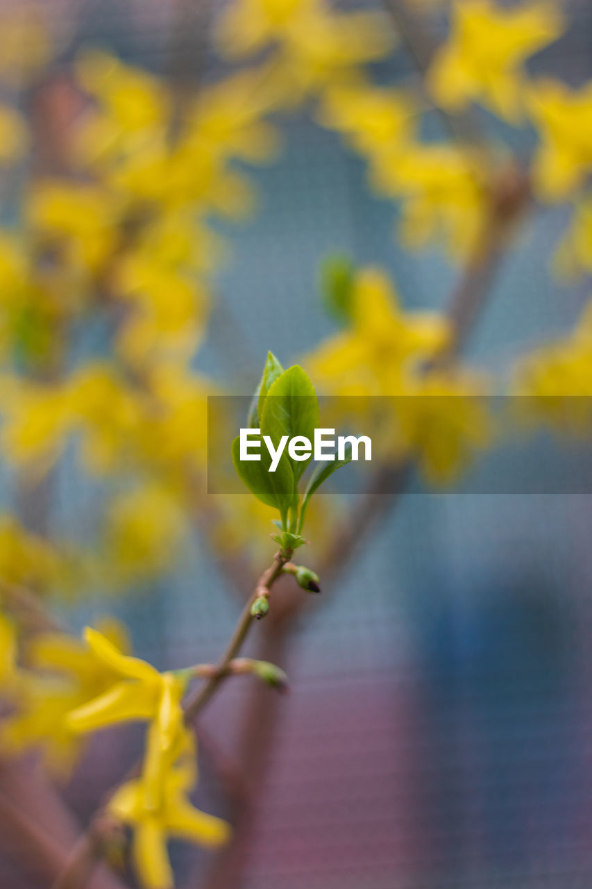 Close-up of yellow flowering plant