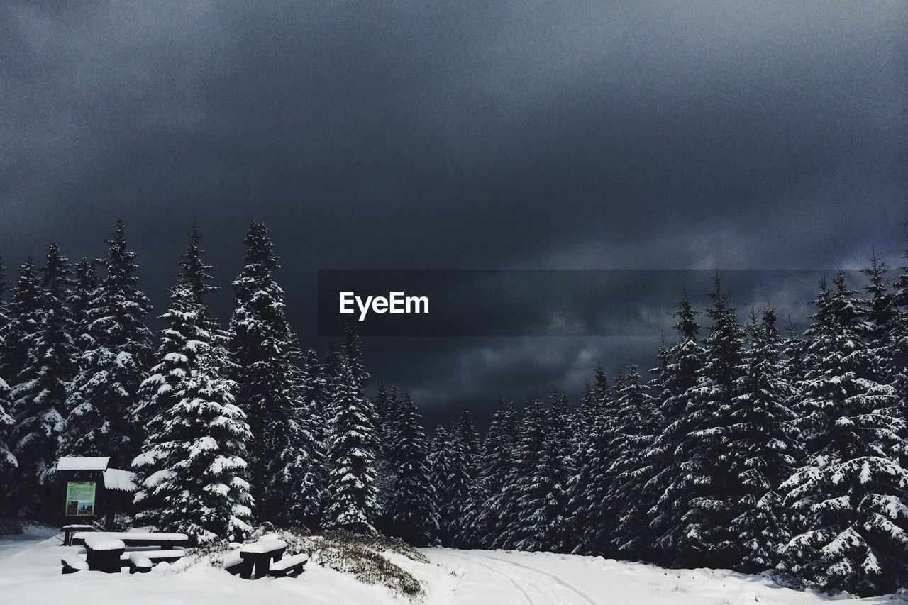 Snow covered pine trees and landscape against cloudy sky