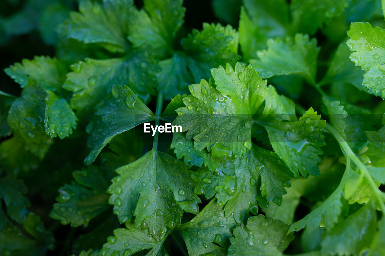 close-up of fresh green plants