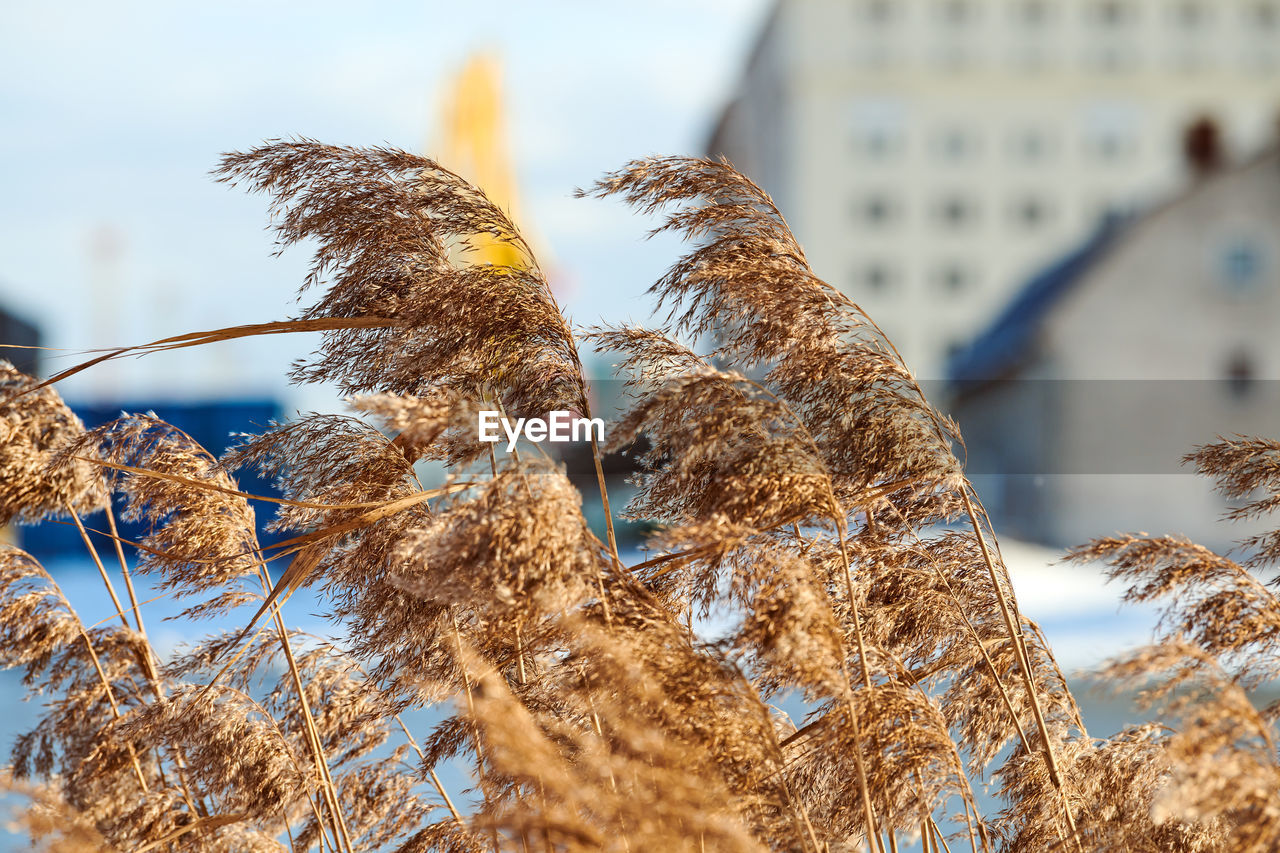 Dry reed stalks growing on banks of river, industrial background. river cane thicket, close up.
