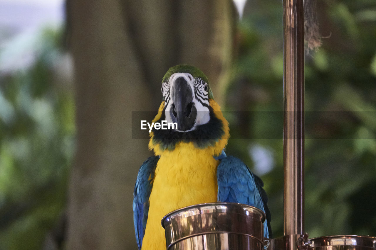 CLOSE-UP OF BLUE PARROT PERCHING ON TREE