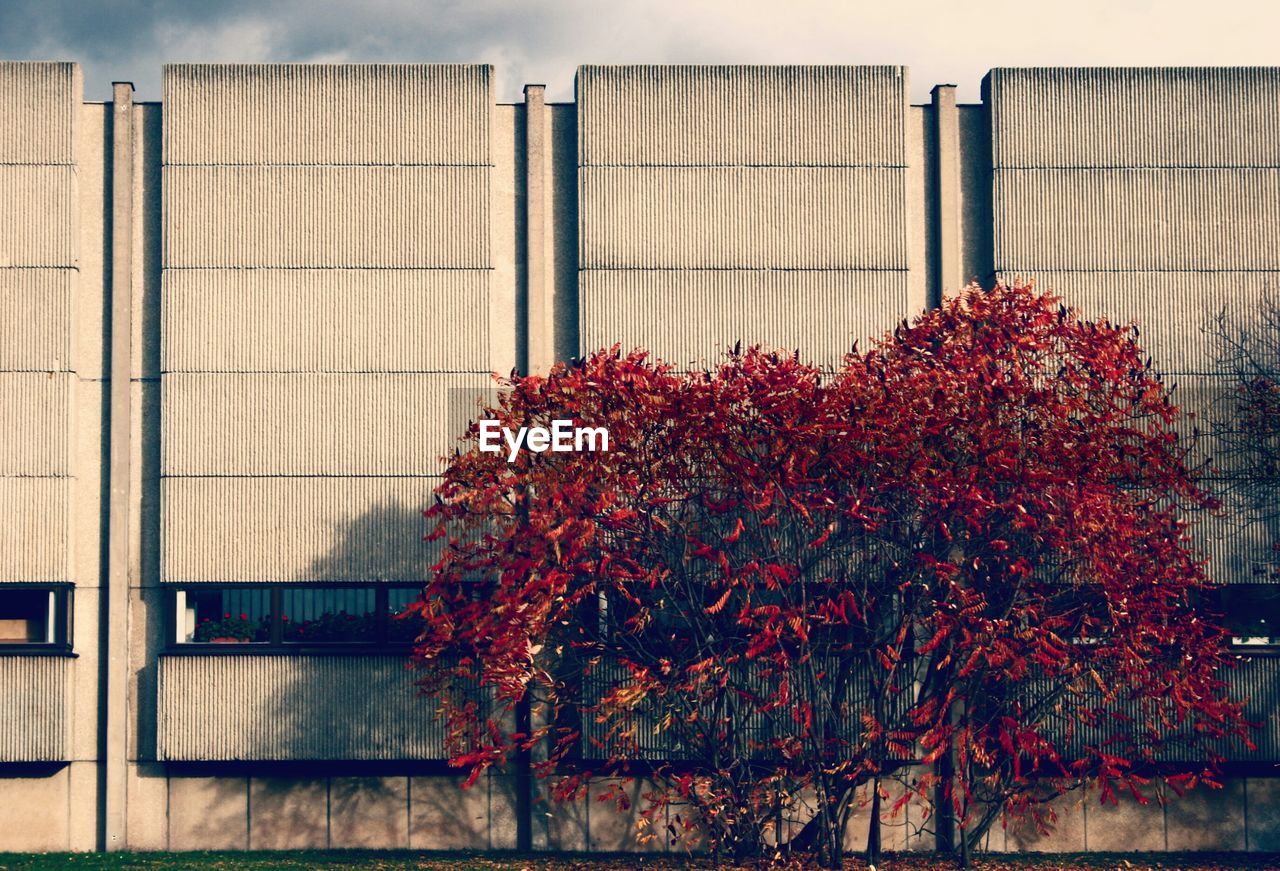 Trees against building during autumn