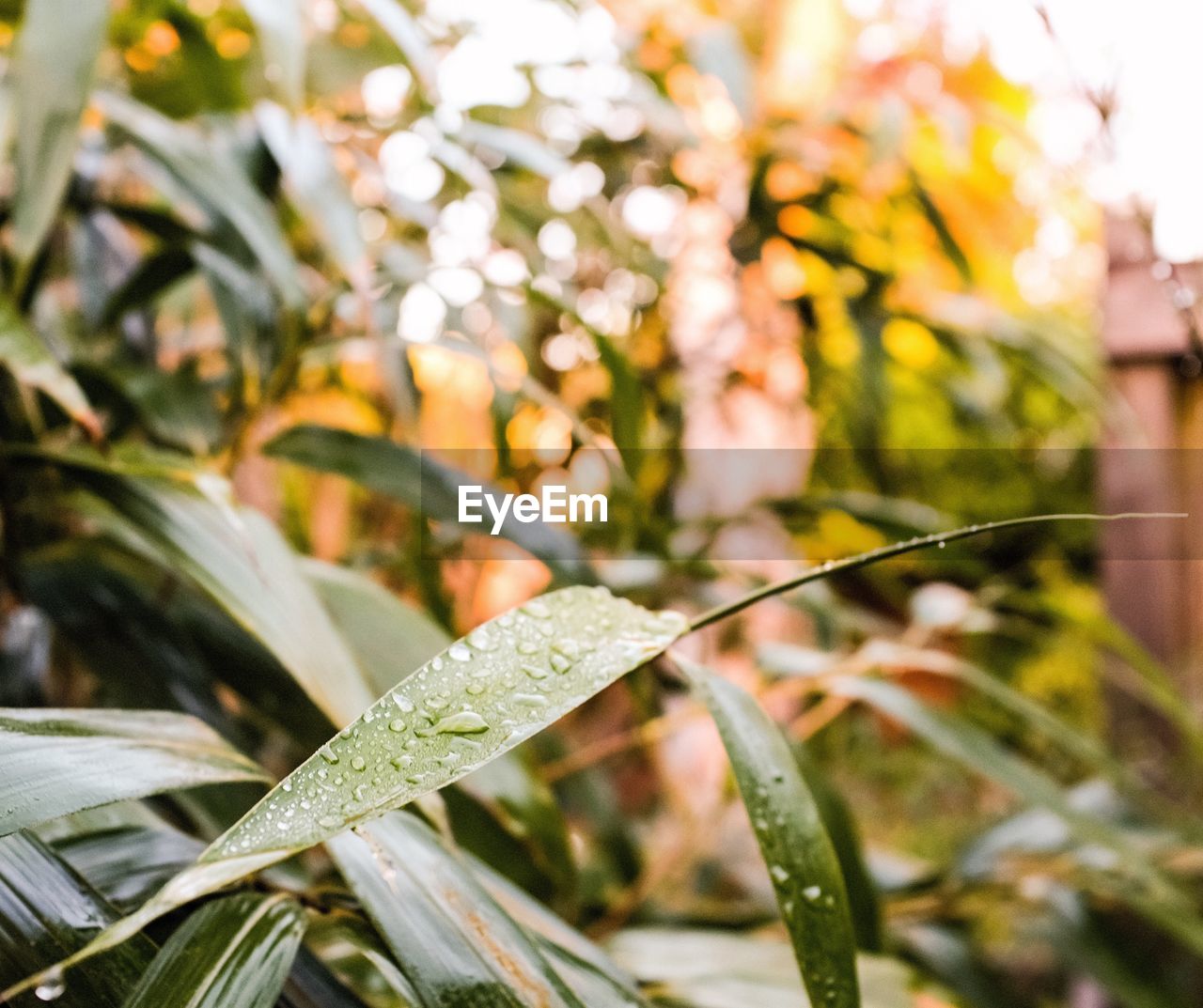 CLOSE-UP OF WATER DROPS ON PLANT