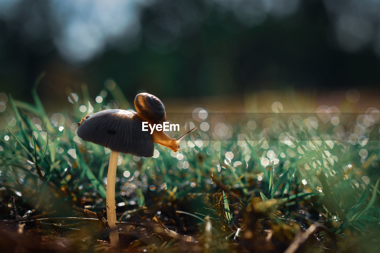 Close-up of mushroom growing on field