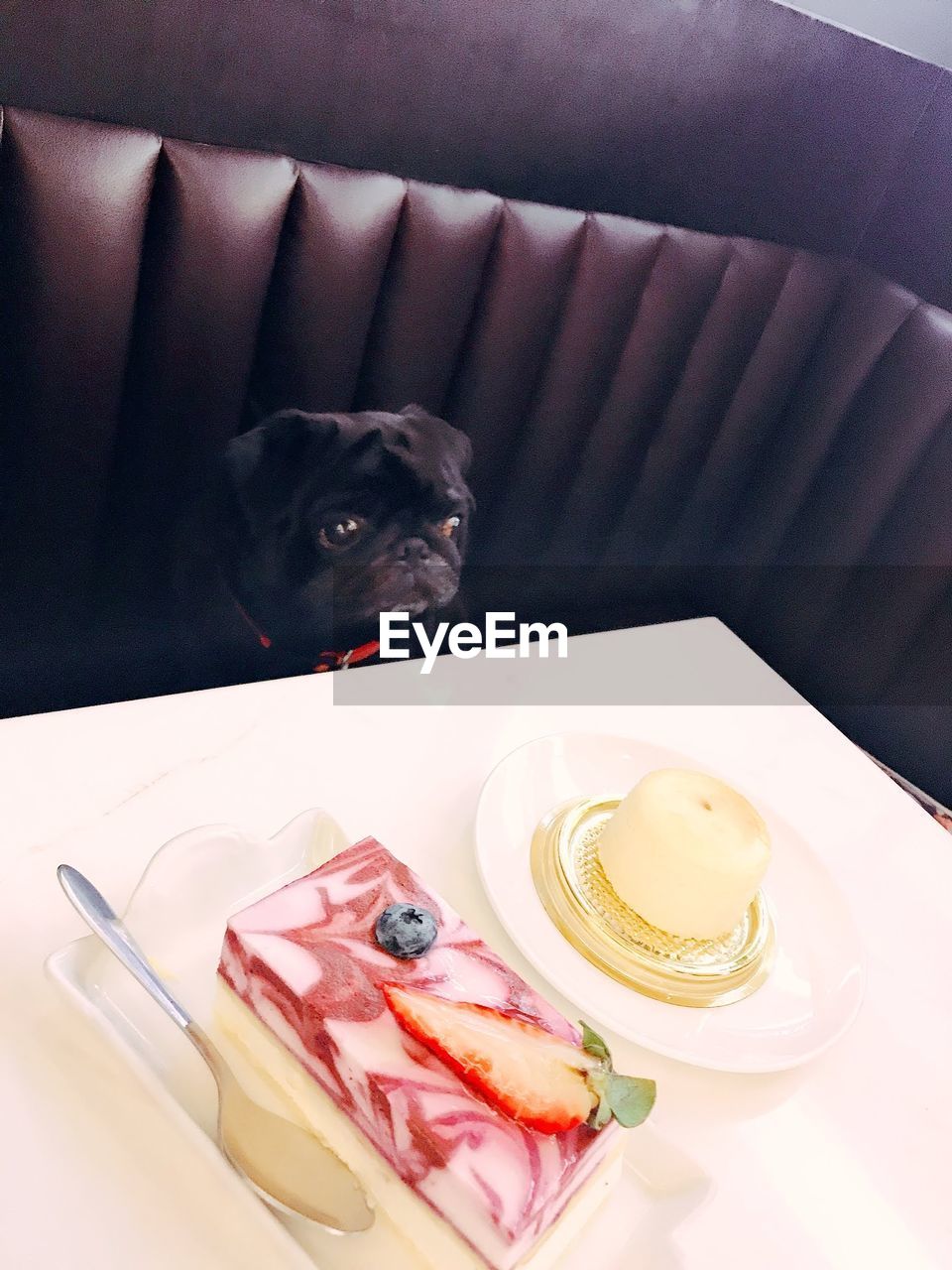 dog, pet, one animal, animal, domestic animals, canine, animal themes, food, mammal, carnivore, lap dog, food and drink, indoors, tableware, plate, no people, furniture, table, dessert, baked, pug, high angle view, seat, french bulldog, platter, saucer, kitchen utensil, chair