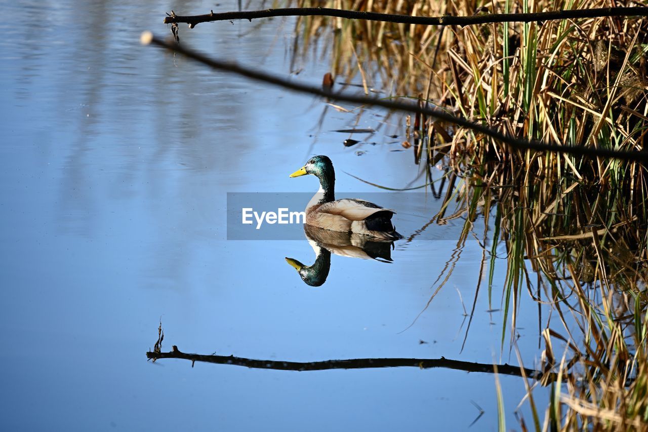 Mallard swimming in a lake