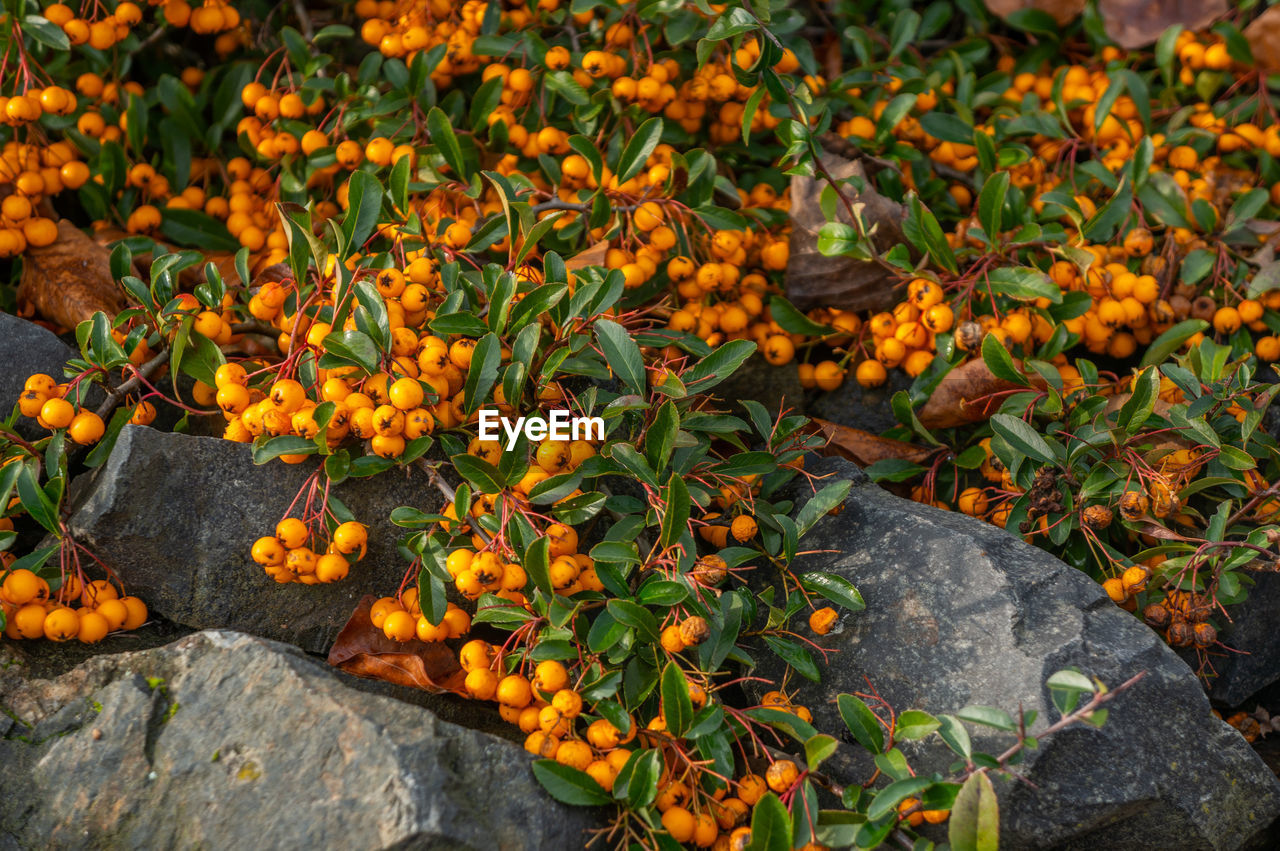 Close up of cluster of small orange berries growing over dark grey rocks