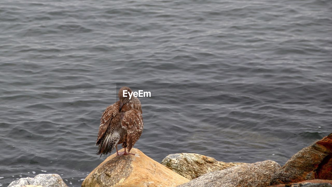 Seagull perching on rock in sea