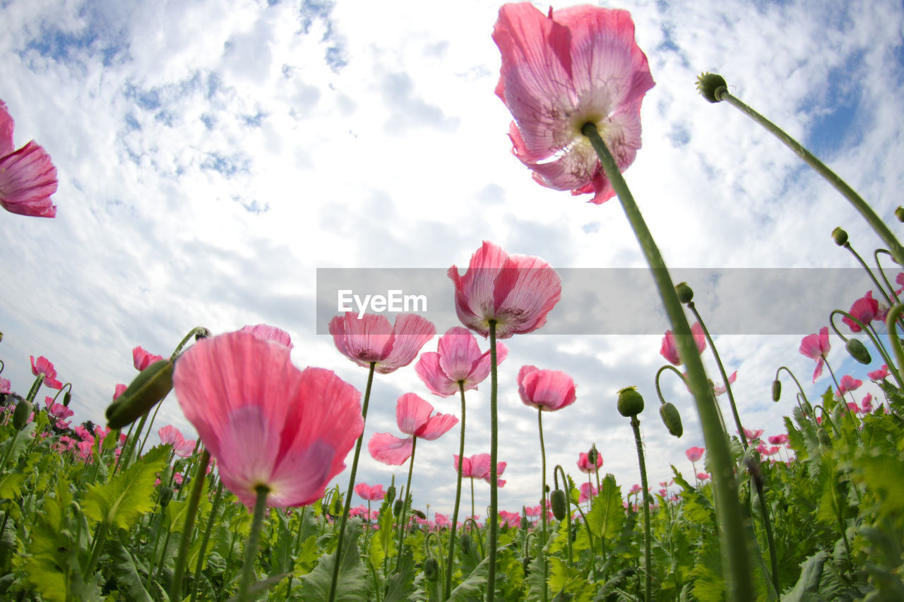 CLOSE-UP OF PINK FLOWERS AGAINST SKY