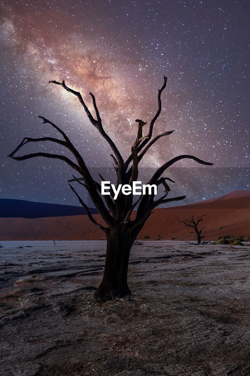 BARE TREE ON DESERT AGAINST SKY DURING NIGHT