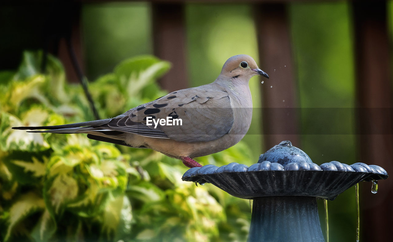 Close-up of bird perching on birdbath