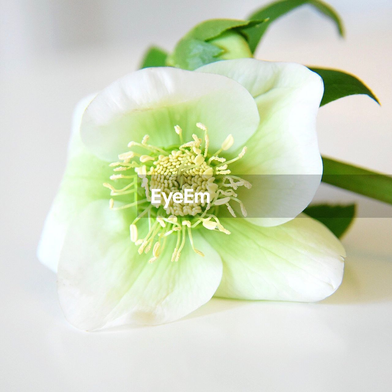 CLOSE-UP OF DAHLIA AND WHITE BACKGROUND
