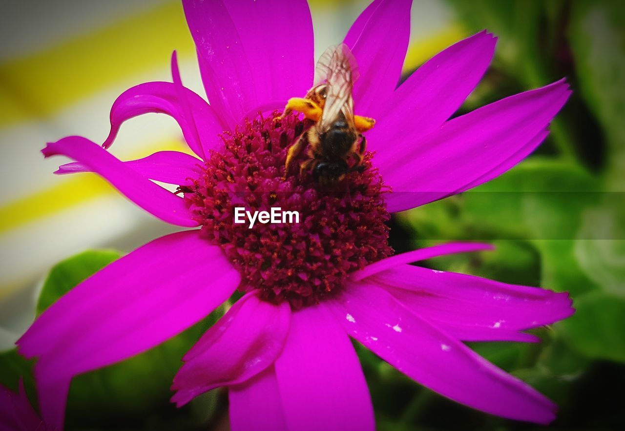 CLOSE-UP OF BEE ON PURPLE FLOWER