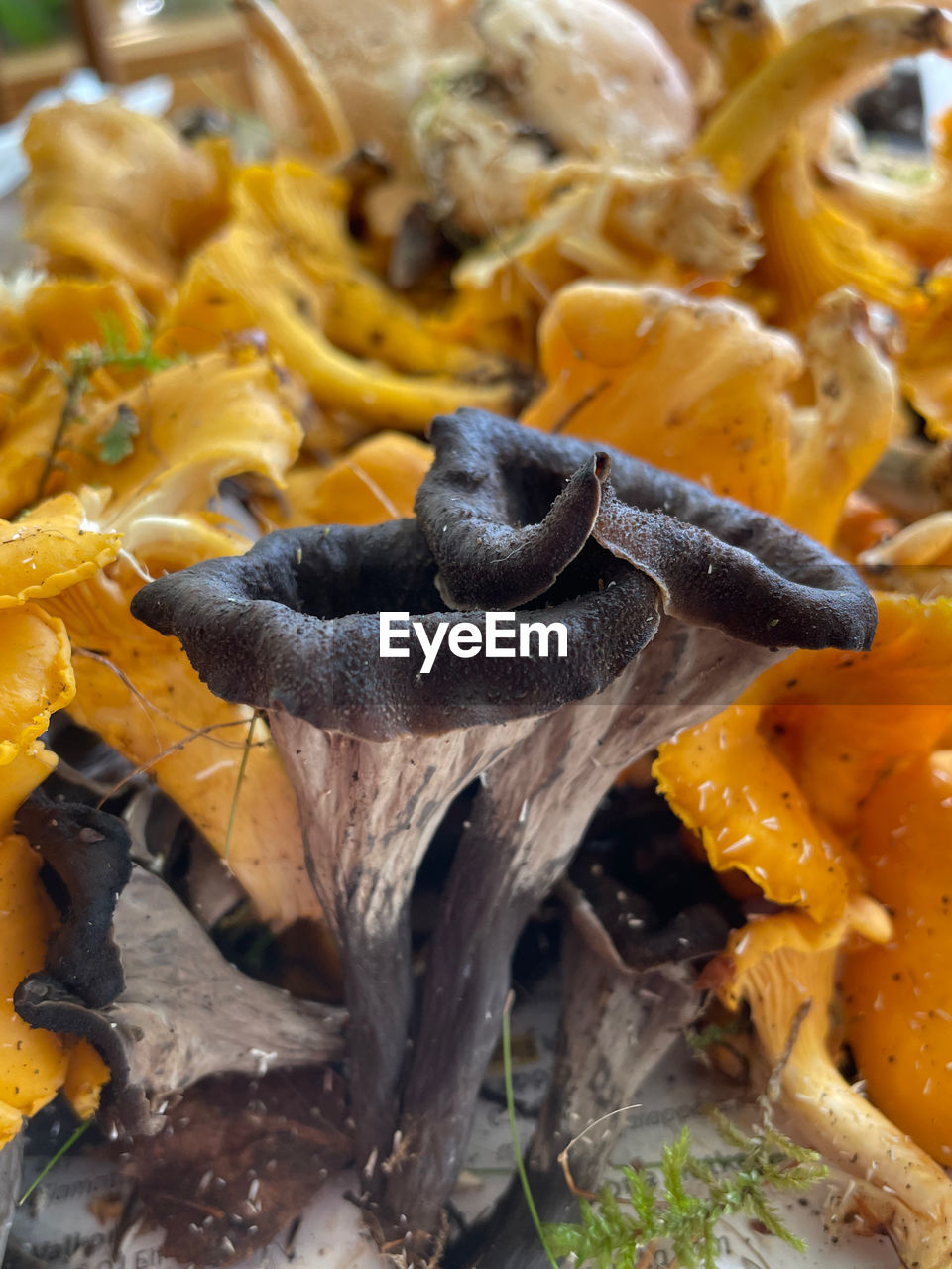 mushroom, food, edible mushroom, food and drink, yellow, fungus, autumn, no people, vegetable, leaf, close-up, produce, flower, nature, freshness, healthy eating, dish, plant