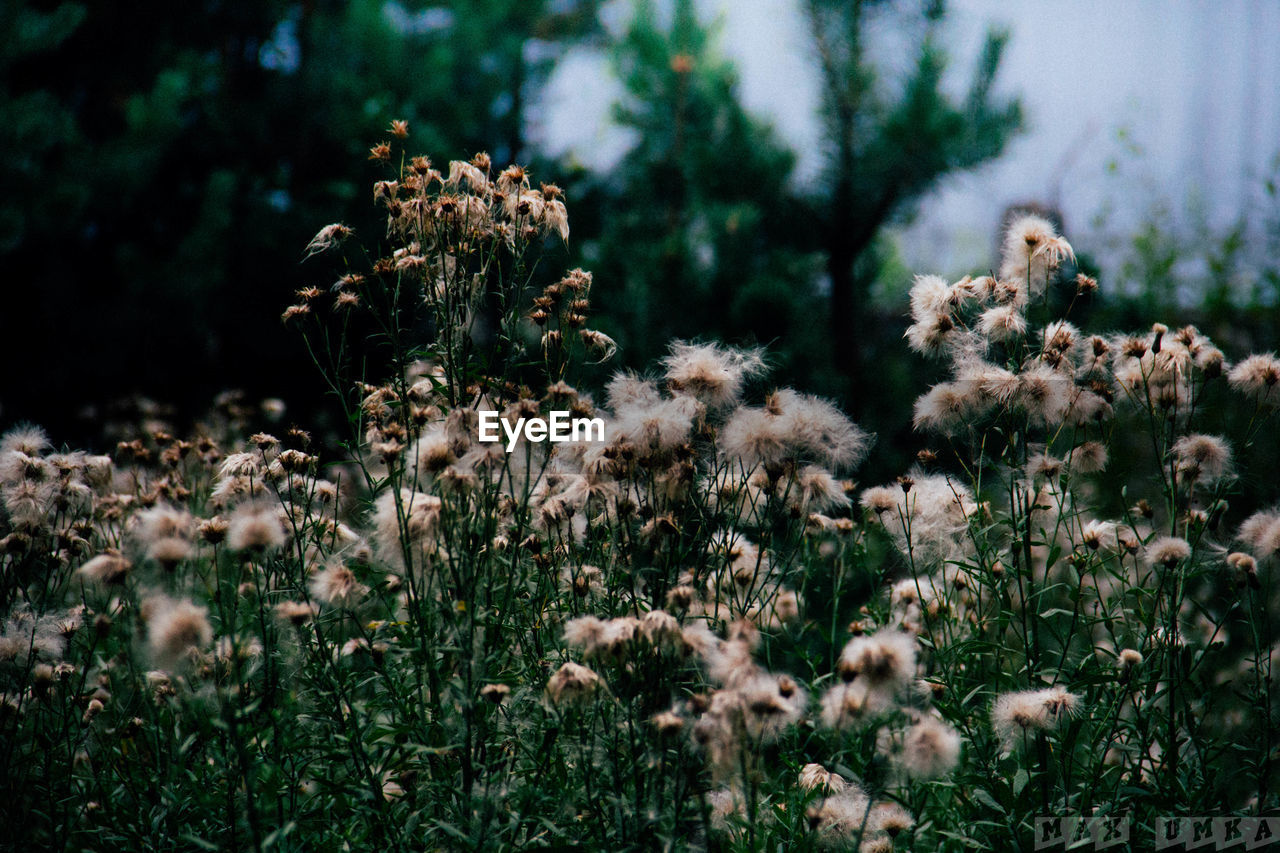 plant, nature, flower, flowering plant, growth, beauty in nature, grass, green, freshness, no people, land, leaf, focus on foreground, tree, day, outdoors, fragility, blossom, sunlight, field, macro photography, tranquility, environment, close-up, sky, branch, wildflower