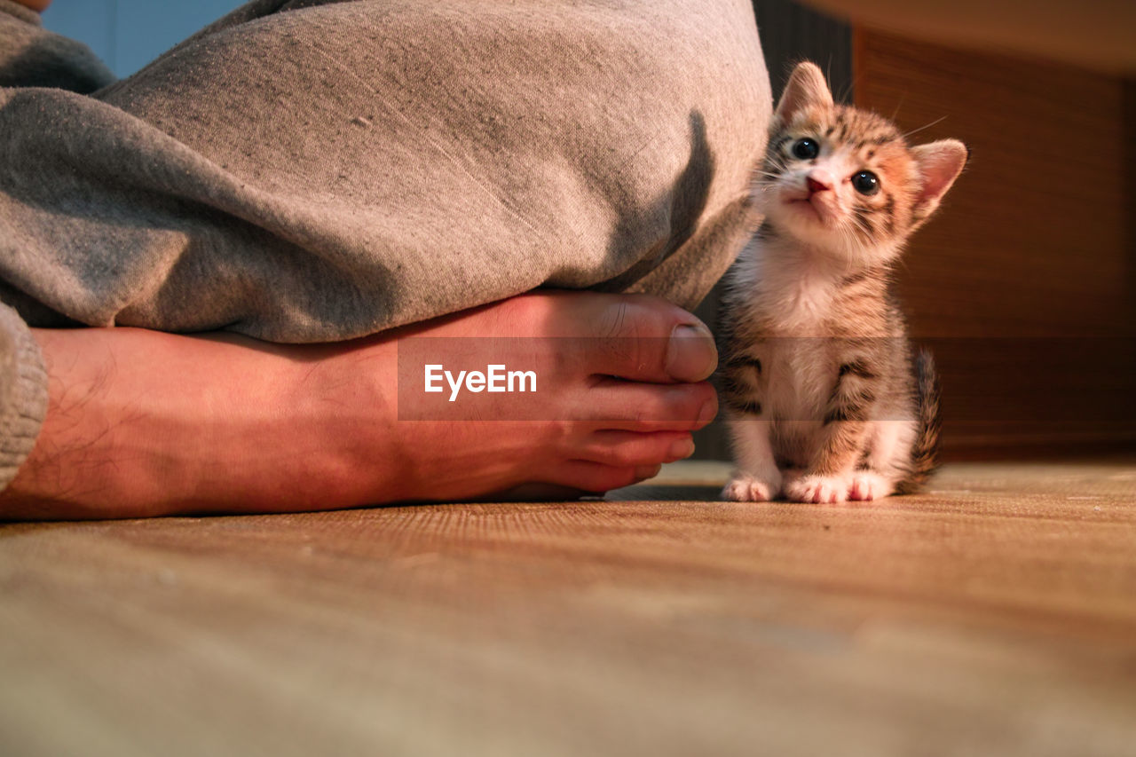 Low section of man sitting by kitten at home