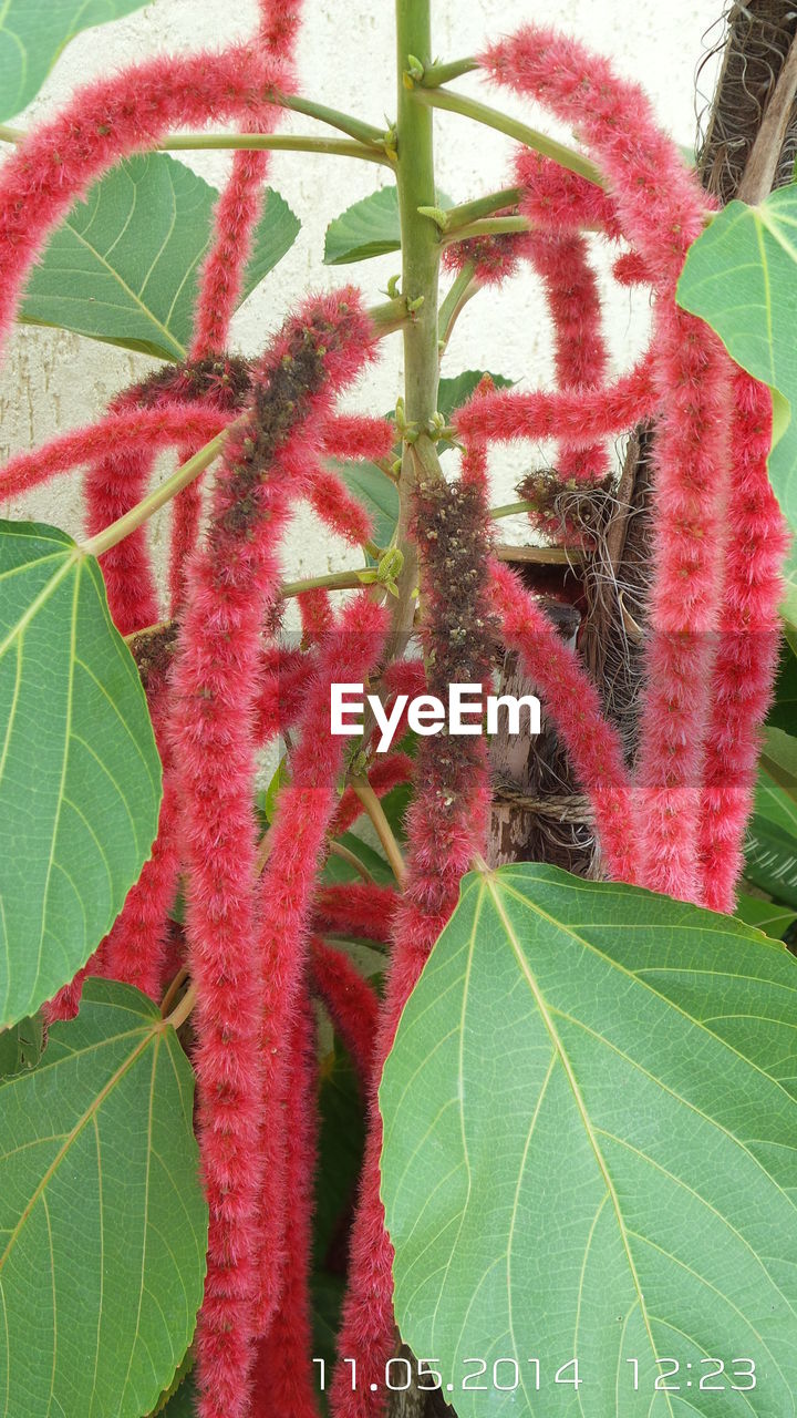 CLOSE-UP OF RED LEAF