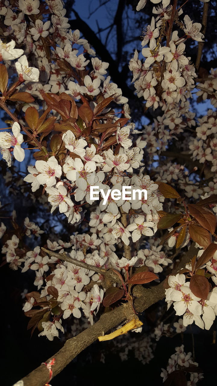 CLOSE-UP OF TREE AGAINST SKY