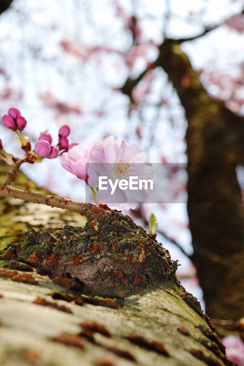 Cherry blossoms in spring